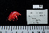  ( - NHMUK014453641)  @11 [ ] Unspecified (default): All Rights Reserved  Unspecified Unspecified