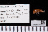  (Paracallisoma idioxenos - NHMUK014453681)  @11 [ ] Unspecified (default): All Rights Reserved  Unspecified Unspecified