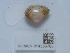  ( - NHMUK014536783)  @11 [ ] Unspecified (default): All Rights Reserved  Unspecified Unspecified