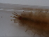  ( - NHMUK014536799)  @11 [ ] Unspecified (default): All Rights Reserved  Unspecified Unspecified