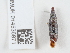  (Clausilia dubia - NHMUK014536971)  @11 [ ] Unspecified (default): All Rights Reserved  Unspecified Unspecified