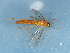  ( - NHMUK014543737)  @11 [ ] Unspecified (default): All Rights Reserved  Unspecified Unspecified