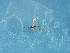  ( - NHMUK014543783)  @11 [ ] Unspecified (default): All Rights Reserved  Unspecified Unspecified