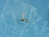  ( - NHMUK014543783)  @11 [ ] Unspecified (default): All Rights Reserved  Unspecified Unspecified