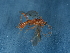  ( - NHMUK014543784)  @11 [ ] Unspecified (default): All Rights Reserved  Unspecified Unspecified