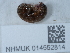  (Arcitalitridae - NHMUK014552814)  @11 [ ] Unspecified (default): All Rights Reserved  Unspecified Unspecified