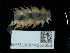  ( - NHMUK014552858)  @11 [ ] Unspecified (default): All Rights Reserved  Unspecified Unspecified