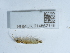  ( - NHMUK014562146)  @11 [ ] Unspecified (default): All Rights Reserved  Unspecified Unspecified