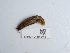  ( - NHMUK014562486)  @11 [ ] Unspecified (default): All Rights Reserved  Unspecified Unspecified