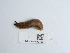  ( - NHMUK014562488)  @11 [ ] Unspecified (default): All Rights Reserved  Unspecified Unspecified