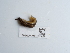  ( - NHMUK014562489)  @11 [ ] Unspecified (default): All Rights Reserved  Unspecified Unspecified
