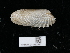  ( - NHMUK014562537)  @11 [ ] Unspecified (default): All Rights Reserved  Unspecified Unspecified