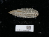  ( - NHMUK014562537)  @11 [ ] Unspecified (default): All Rights Reserved  Unspecified Unspecified