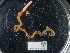  (Saccoglossus horsti - NHMUK014562542)  @11 [ ] Unspecified (default): All Rights Reserved  Unspecified Unspecified
