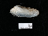  ( - NHMUK014562547)  @11 [ ] Unspecified (default): All Rights Reserved  Unspecified Unspecified