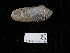  ( - NHMUK014562548)  @11 [ ] Unspecified (default): All Rights Reserved  Unspecified Unspecified