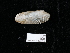  ( - NHMUK014562548)  @11 [ ] Unspecified (default): All Rights Reserved  Unspecified Unspecified
