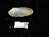  ( - NHMUK014562548)  @11 [ ] Unspecified (default): All Rights Reserved  Unspecified Unspecified