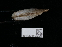  ( - NHMUK014562548)  @11 [ ] Unspecified (default): All Rights Reserved  Unspecified Unspecified