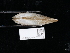  ( - NHMUK014562548)  @11 [ ] Unspecified (default): All Rights Reserved  Unspecified Unspecified