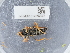  ( - NHMUK014562593)  @11 [ ] Unspecified (default): All Rights Reserved  Unspecified Unspecified