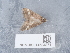  ( - NHMUK014584871)  @11 [ ] Unspecified (default): All Rights Reserved  Unspecified Unspecified