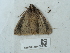 ( - NHMUK014584900)  @11 [ ] Unspecified (default): All Rights Reserved  Unspecified Unspecified