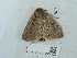  ( - NHMUK014584900)  @11 [ ] Unspecified (default): All Rights Reserved  Unspecified Unspecified