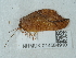  ( - NHMUK014584910)  @11 [ ] Unspecified (default): All Rights Reserved  Unspecified Unspecified