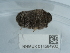 ( - NHMUK014584932)  @11 [ ] Unspecified (default): All Rights Reserved  Unspecified Unspecified