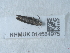  ( - NHMUK014584975)  @11 [ ] Unspecified (default): All Rights Reserved  Unspecified Unspecified