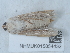  (Agrotis ripae - NHMUK015054432)  @11 [ ] Unspecified (default): All Rights Reserved  Unspecified Unspecified