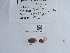  ( - NHMUK015054495)  @11 [ ] Unspecified (default): All Rights Reserved  Unspecified Unspecified