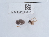  ( - NHMUK015054495)  @11 [ ] Unspecified (default): All Rights Reserved  Unspecified Unspecified