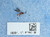  (Thrybius praedator - NHMUK015054496)  @11 [ ] Unspecified (default): All Rights Reserved  Unspecified Unspecified
