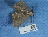  ( - NHMUK015054509)  @11 [ ] Unspecified (default): All Rights Reserved  Unspecified Unspecified