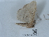  ( - NHMUK015054562)  @11 [ ] Unspecified (default): All Rights Reserved  Unspecified Unspecified