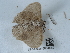  (Hypomecis punctinalis punctinalis - NHMUK015054562)  @11 [ ] Unspecified (default): All Rights Reserved  Unspecified Unspecified