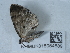  ( - NHMUK015054589)  @11 [ ] Unspecified (default): All Rights Reserved  Unspecified Unspecified