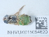  ( - NHMUK015054620)  @11 [ ] Unspecified (default): All Rights Reserved  Unspecified Unspecified