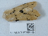  ( - NHMUK015058535)  @11 [ ] Unspecified (default): All Rights Reserved  Unspecified Unspecified