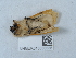  ( - NHMUK015058535)  @11 [ ] Unspecified (default): All Rights Reserved  Unspecified Unspecified