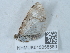  ( - NHMUK015058560)  @11 [ ] Unspecified (default): All Rights Reserved  Unspecified Unspecified