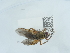  ( - NHMUK015058584)  @11 [ ] Unspecified (default): All Rights Reserved  Unspecified Unspecified