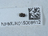  ( - NHMUK015058612)  @11 [ ] Unspecified (default): All Rights Reserved  Unspecified Unspecified