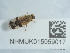  ( - NHMUK015059017)  @11 [ ] Unspecified (default): All Rights Reserved  Unspecified Unspecified