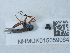 ( - NHMUK015059064)  @11 [ ] Unspecified (default): All Rights Reserved  Unspecified Unspecified
