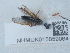 ( - NHMUK015059064)  @11 [ ] Unspecified (default): All Rights Reserved  Unspecified Unspecified