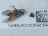  ( - NHMUK015059064)  @11 [ ] Unspecified (default): All Rights Reserved  Unspecified Unspecified