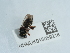  ( - NHMUK015059218)  @11 [ ] Unspecified (default): All Rights Reserved  Unspecified Unspecified